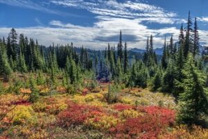 Mount rainier national park