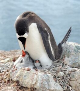 phillip island of melbourne