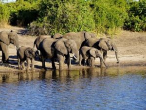 Keoladeo National Park of Bharatpur